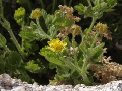 Ivesia saxosa