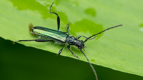 Callimus angulatus