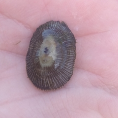 Siphonaria pectinata