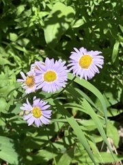 Erigeron glacialis glacialis