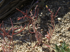 Camissonia pusilla