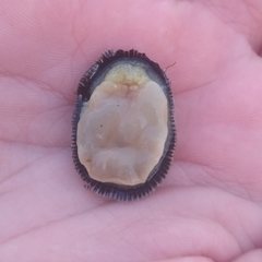 Siphonaria pectinata