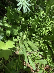 Erigeron glacialis glacialis