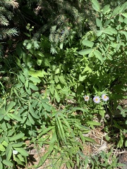 Erigeron glacialis glacialis