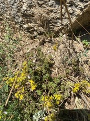 Sedum urvillei