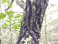 Juglans mollis
