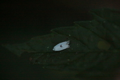 Pseudopostega auritella