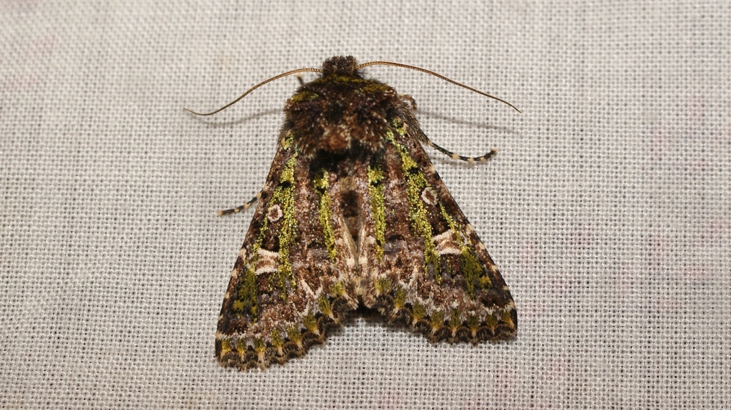 Valeria jaspidea