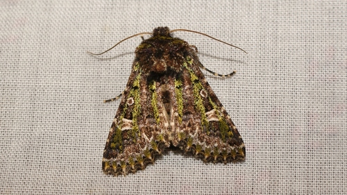 Valeria jaspidea