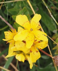 Hypericum richeri burseri
