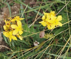 Hypericum richeri burseri