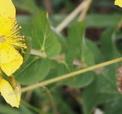 Hypericum richeri burseri