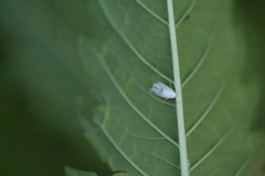 Pseudopostega auritella