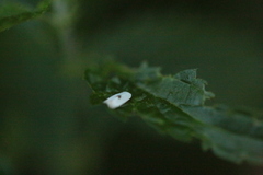 Pseudopostega auritella