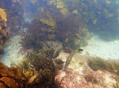 Meuschenia flavolineata