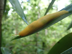 Elisolimax