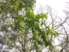 Juglans mollis