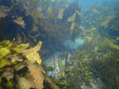 Meuschenia flavolineata