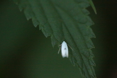 Pseudopostega auritella