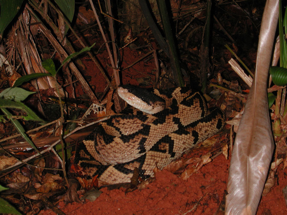 Black-Headed Bushmaster
