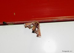 Eutelia pulcherrimus