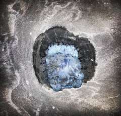 Rhopilema nomadica
