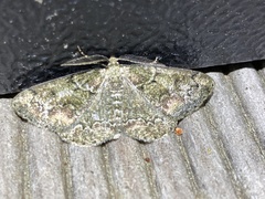 Cleorodes lichenaria