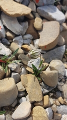 Silene uralensis