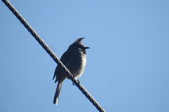 Pycnonotus leucogenys