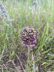 Allium atroviolaceum