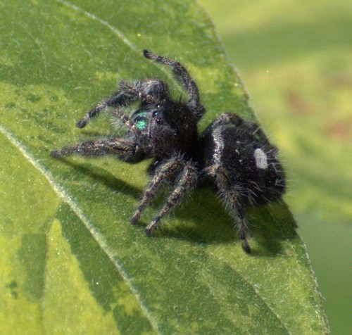 Bold Jumping Spider photographed in New Mexico