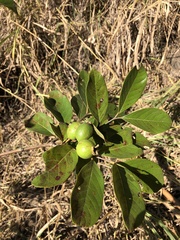 Psidium guineense