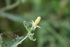 Mentzelia reverchonii