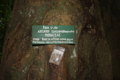 Antiaris toxicaria