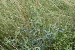 Mentzelia reverchonii