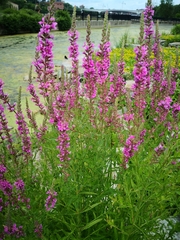 Lythrum salicaria