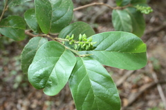 Antidesma venosum