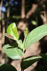 Antidesma venosum