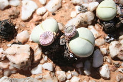 Argyroderma pearsonii