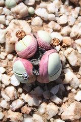 Argyroderma pearsonii