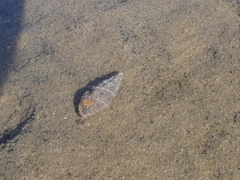 Pyrazus ebeninus