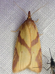 Sparganothis senecionana