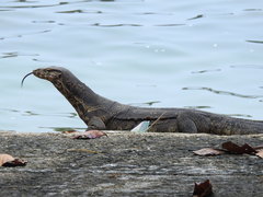 Varanus salvator
