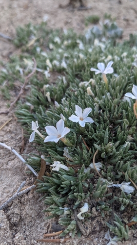 Phlox griseola, photograph 4