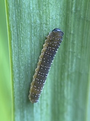 Rhadinoceraea micans