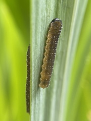 Rhadinoceraea micans