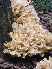 Meripilus sumstinei