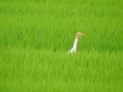 Bubulcus ibis