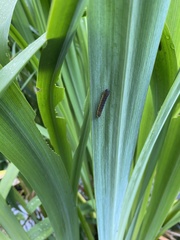 Rhadinoceraea micans