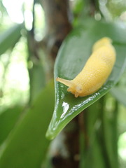 Elisolimax